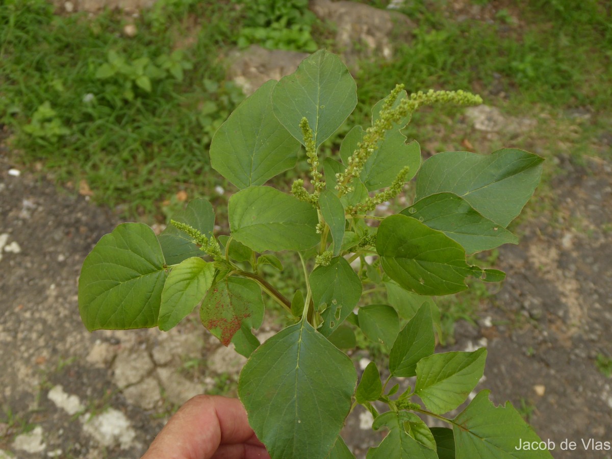 Amaranthus viridis L.